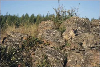 Cet animal caché est un...
