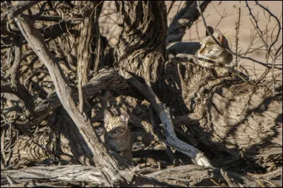 Cet animal caché est un...