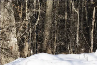Cet animal caché est un...