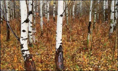 Cet animal caché s'appelle...