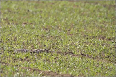 Cet animal caché est un...