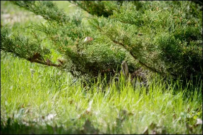 Cet animal caché est un...