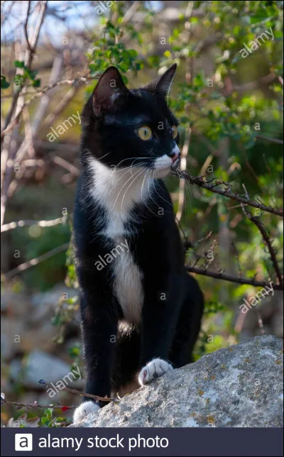 Je ne suis jamais devenu guerrier.Qui suis-je ?Aide-toi de la photo.