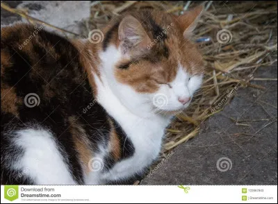 Je suis gu&eacute;risseuse.Qui suis- je ?Aide-toi de la photo