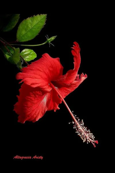 Quelle est cette fleur ?