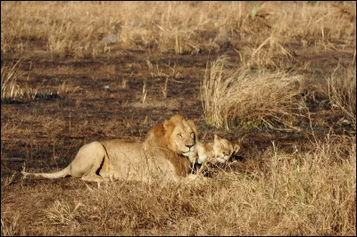 Combien y a-t-il eu de visiteurs en 2019 ?