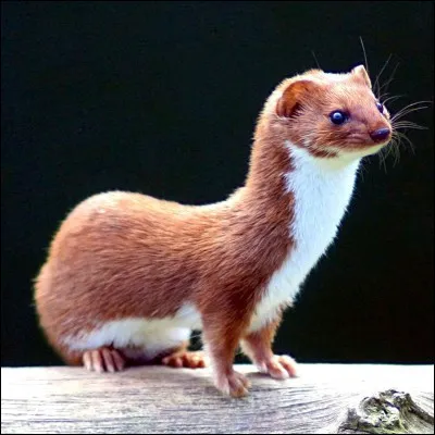 Quel est le plus grand mustélidé d'Europe ?