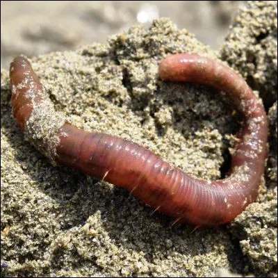 Quel ver est souvent appelé ver de vase ?