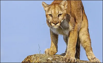 Cet animal apparait tout à la fin du film !