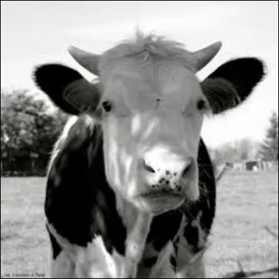 Elle s'appelait Marguerite !