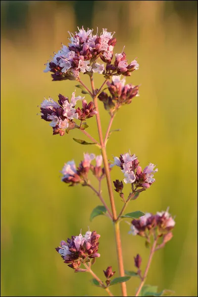 Tous les états des États-Unis ont un surnom. Le pays du castor est celui...