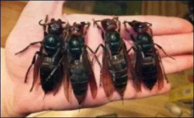 Un phénomène très inquiétant prend de plus en plus d'ampleur en Chine, des frelons géants s'attaque violemment et mortellement aux population du centre du pays, ils ont faits 28 morts