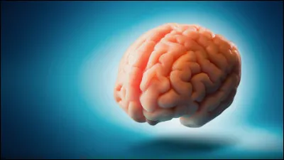 Selon des études scientifiques les humains n'utilisent que 10% de leur cerveau, plein de produits existent sur internet pour combler les 90% de notre cerveau.