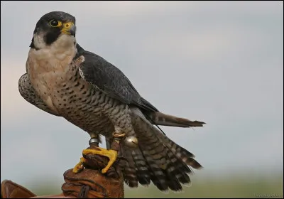 Quel est ce robuste rapace, considéré comme l'oiseau le plus rapide du monde ?