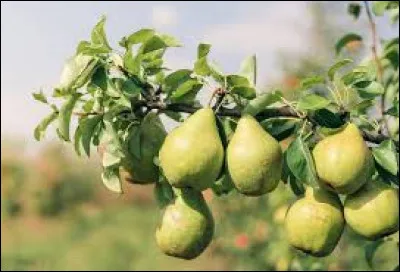 Sur quel arbre poussent les poires ?
