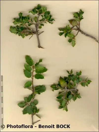 Quelle est la famille du Quercus coccifera ?