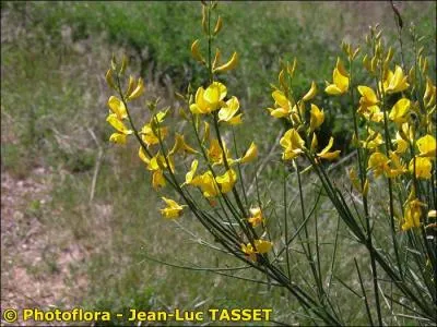 Quel est le nom commun du Spartium junceum ?