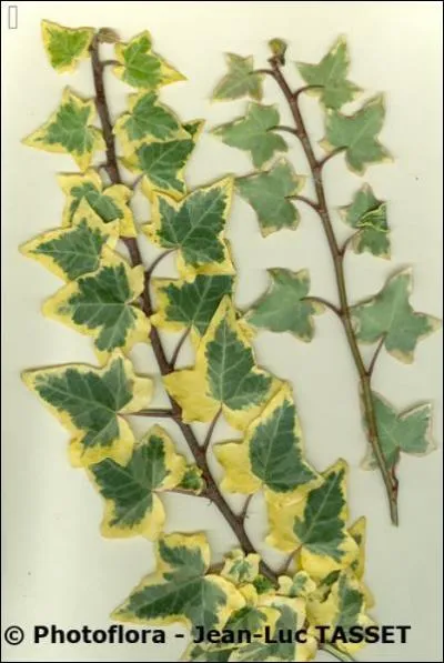 Quel est le nom commun de cette Herera ?