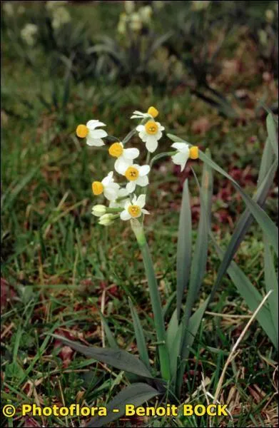Quelle est la famille de ce Narcissus tazetta ?