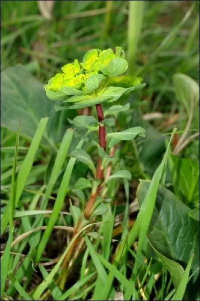 C'est une Euphorbe, mais laquelle ...
