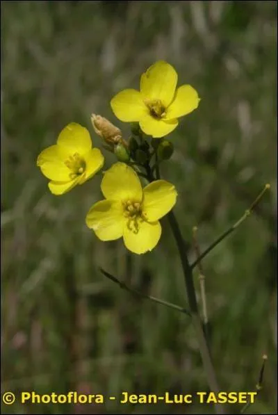 Quelle est cette Brassicaceae ?