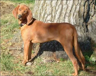 Quelle est cette race ?