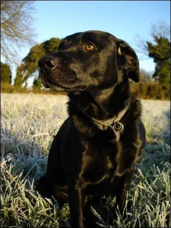 Quelle est cette race ?