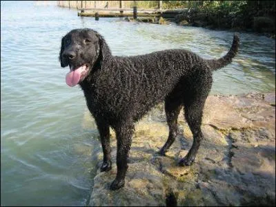 Quelle est cette race ?