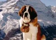 Quiz Les races de chiens en S (1)