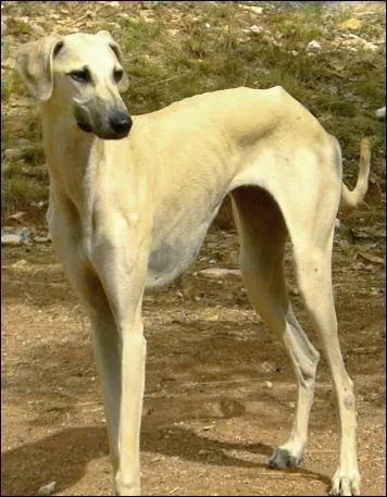 De quelle race de chiens s'agit-il ?