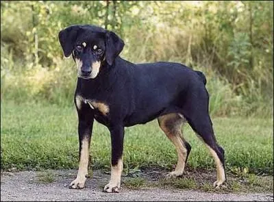 De quelle race de chiens s'agit-il ?