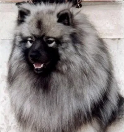 De quelle race de chiens s'agit-il ?