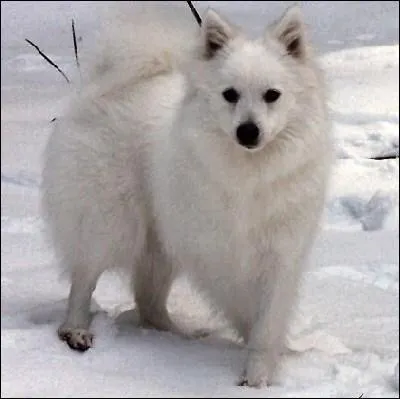 De quelle race de chiens s'agit-il ?