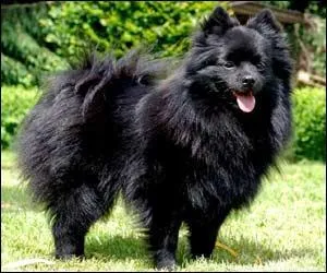 De quelle race de chiens s'agit-il ?