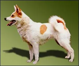 De quelle race de chiens s'agit-il ?