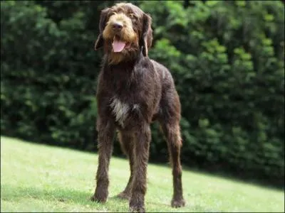 De quelle race de chiens s'agit-il ?