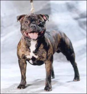 De quelle race de chiens s'agit-il ?