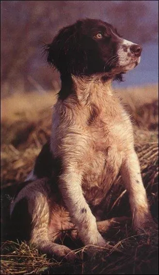 De quelle race de chiens s'agit-il ?