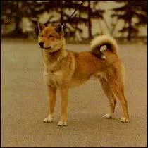 De quelle race de chiens s'agit-il ?