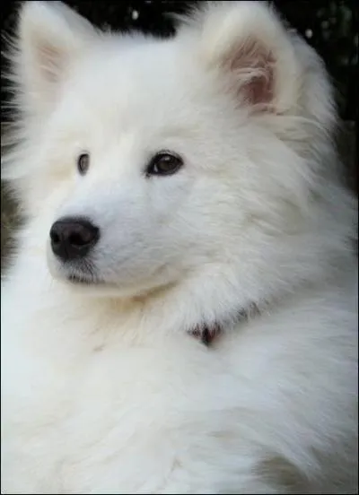 De quelle race de chiens s'agit-il ?