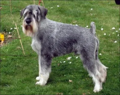 De quelle race de chiens s'agit-il ?