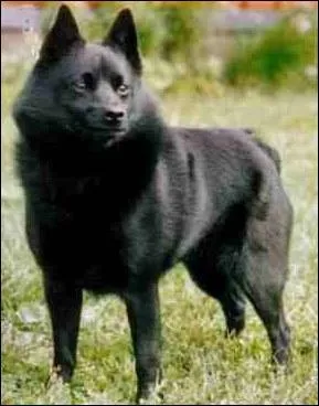 De quelle race de chiens s'agit-il ?