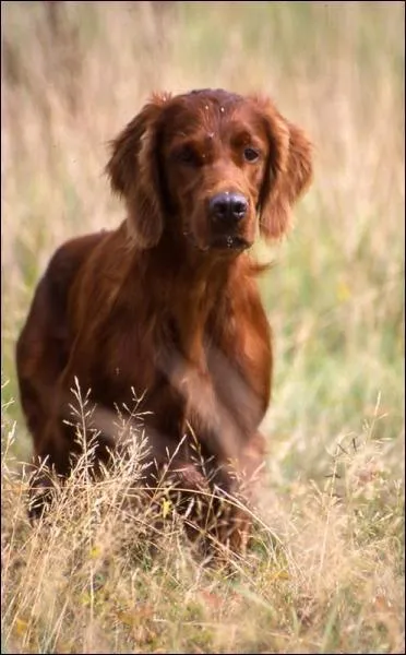 De quelle race de chiens s'agit-il ?