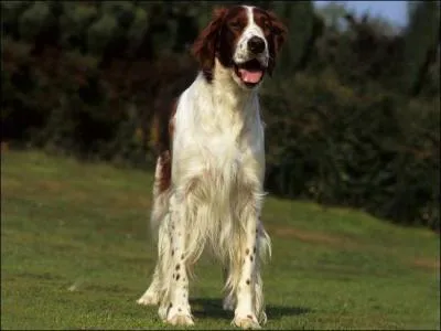 De quelle race de chiens s'agit-il ?