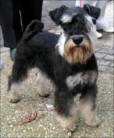 De quelle race de chiens s'agit-il ?