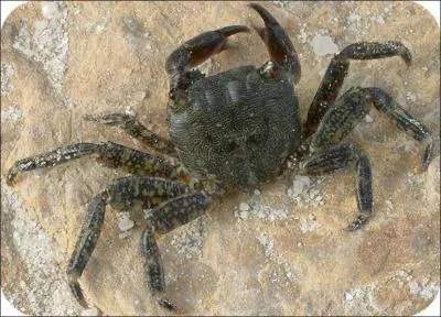 Quel est cet animal ?