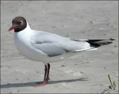 La mouette rieuse porte-t-elle son nom &agrave; cause de son bec ?