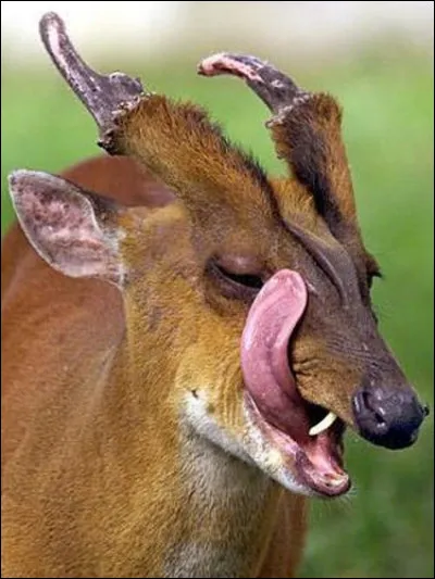 Le muntjac de Reeves est un petit cervidé asiatique, en 1900, le Duc de Bedford décida d'en introduire dans le parc de sa propriété, il ne faut pas être grand clerc pour deviner que quelques-uns s'en sont échappés, et ma foi, l'air britannique semble parfaitement leur convenir puisque l'on estime leur population actuelle à environ ...