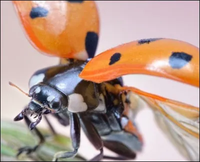 Comment nomme-t-on les ailes antérieures durcies des scarabées apparues il y a 280 millions d'années ?