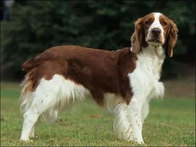 Quelle est cette race ?